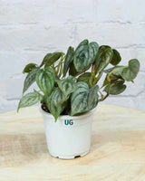 Philodendron brandtianum