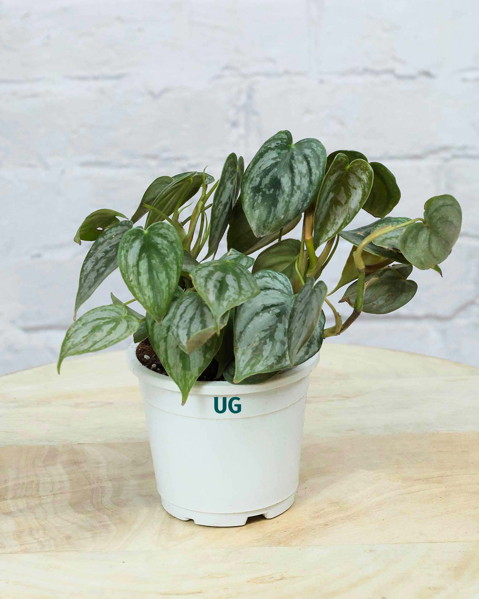 Philodendron brandtianum