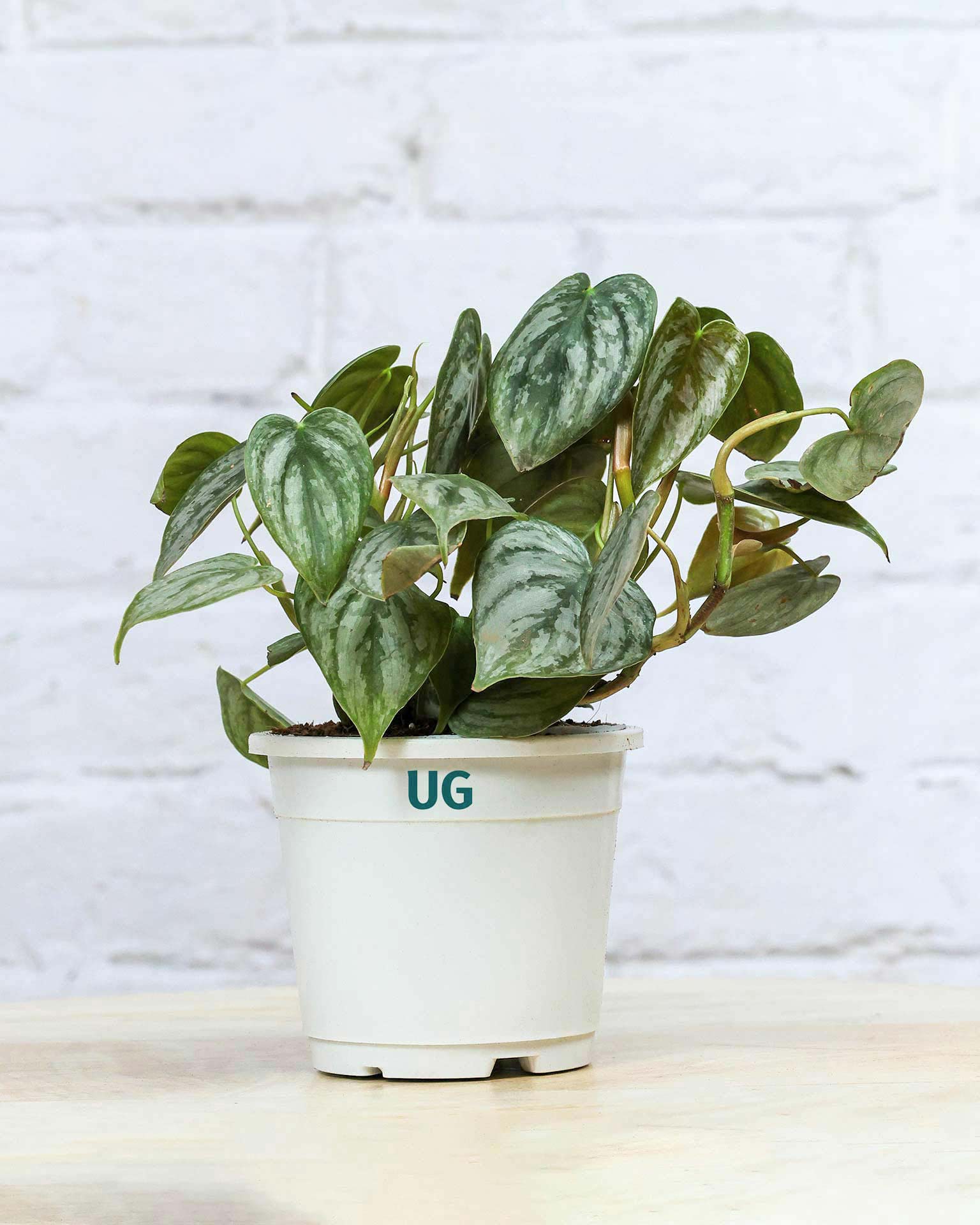 Philodendron brandtianum