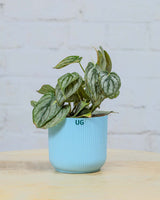 Philodendron brandtianum
