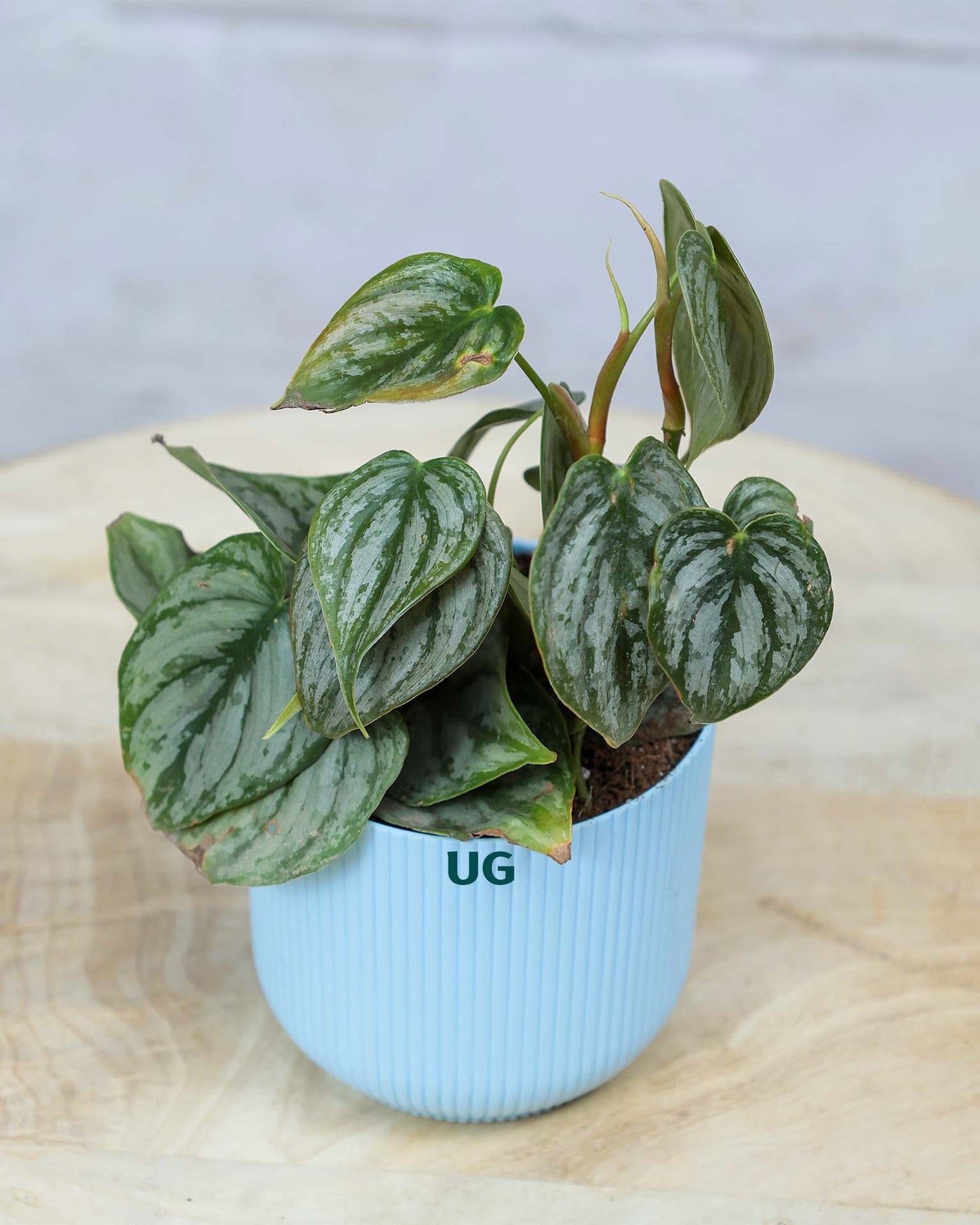 Philodendron brandtianum