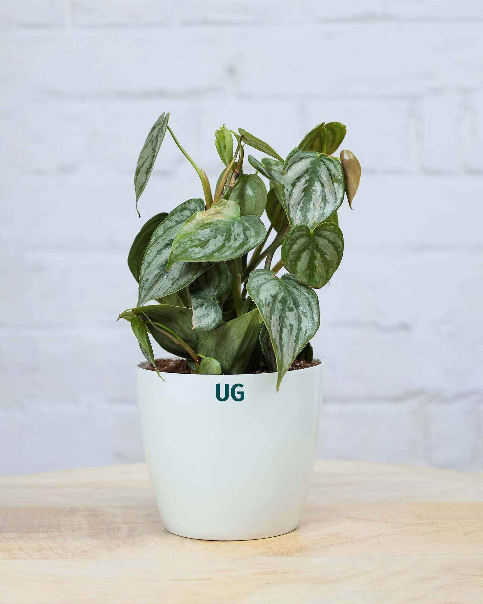 Philodendron brandtianum
