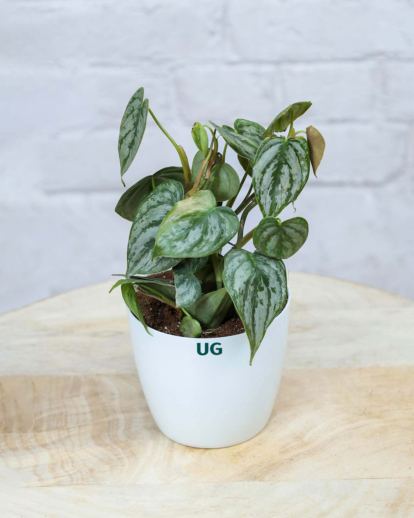 Philodendron brandtianum