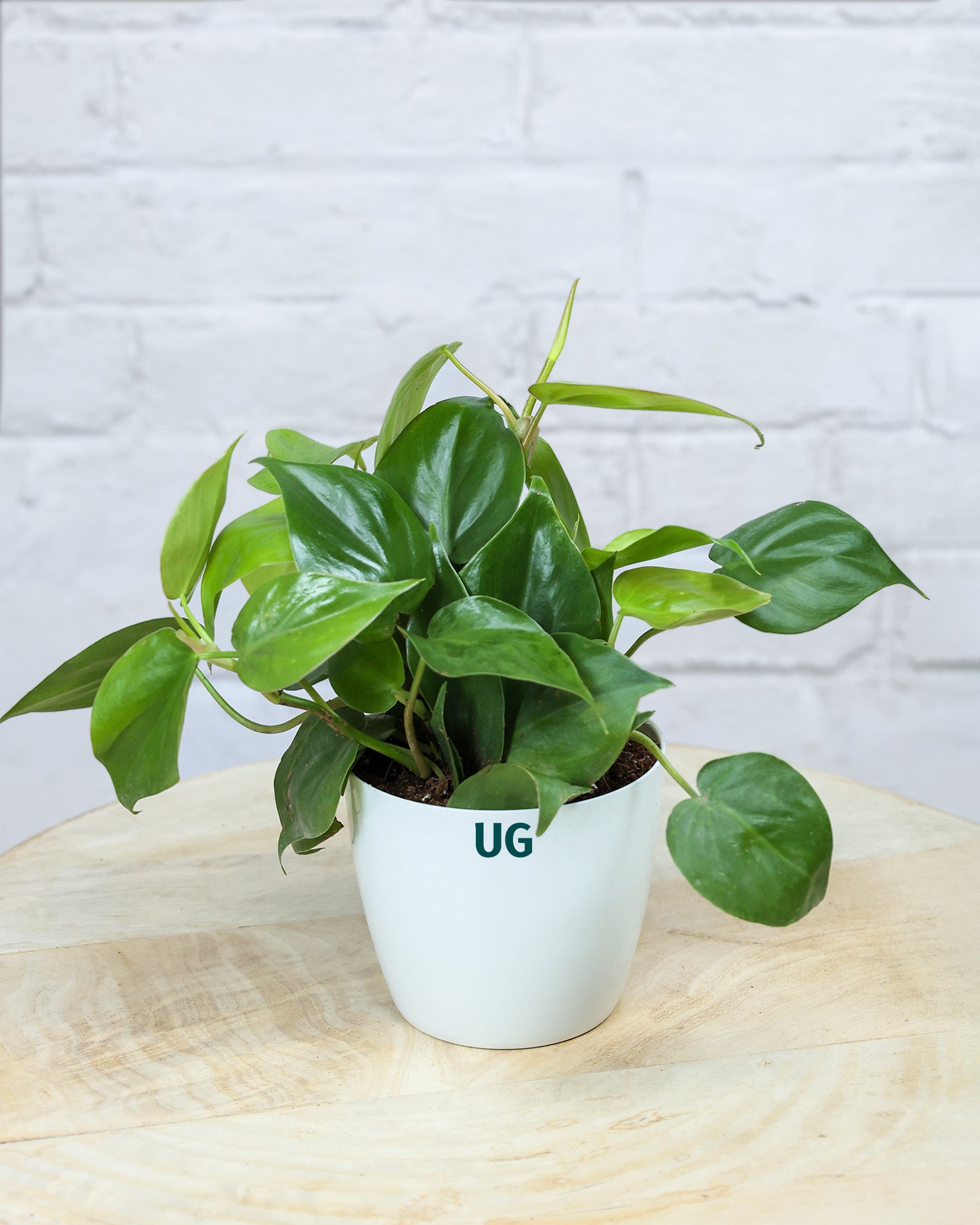 Oxycardium plant