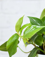 Oxycardium plant