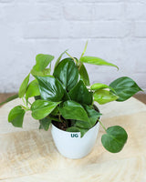 Oxycardium plant