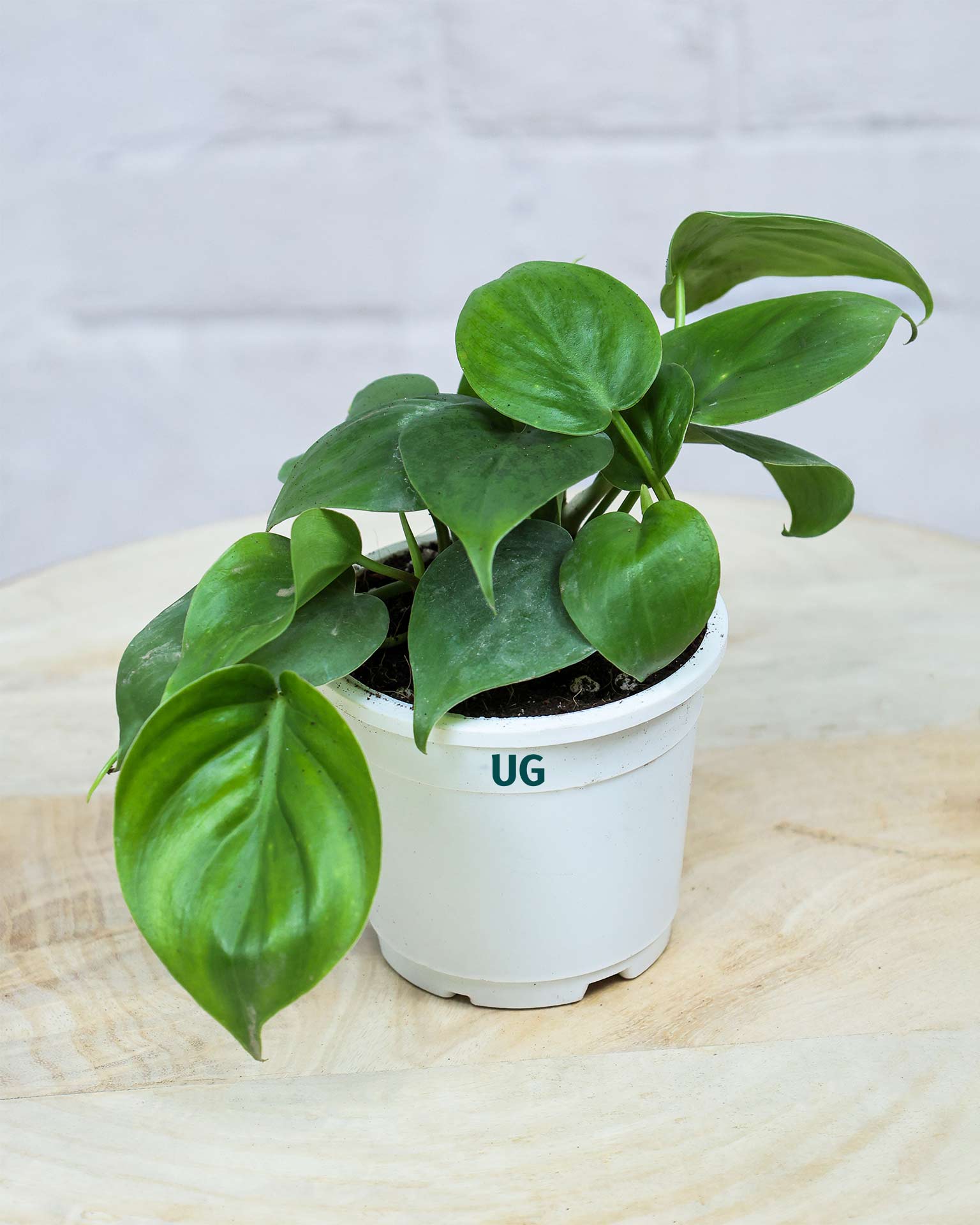 Oxycardium plant