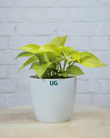 Golden Money Plant