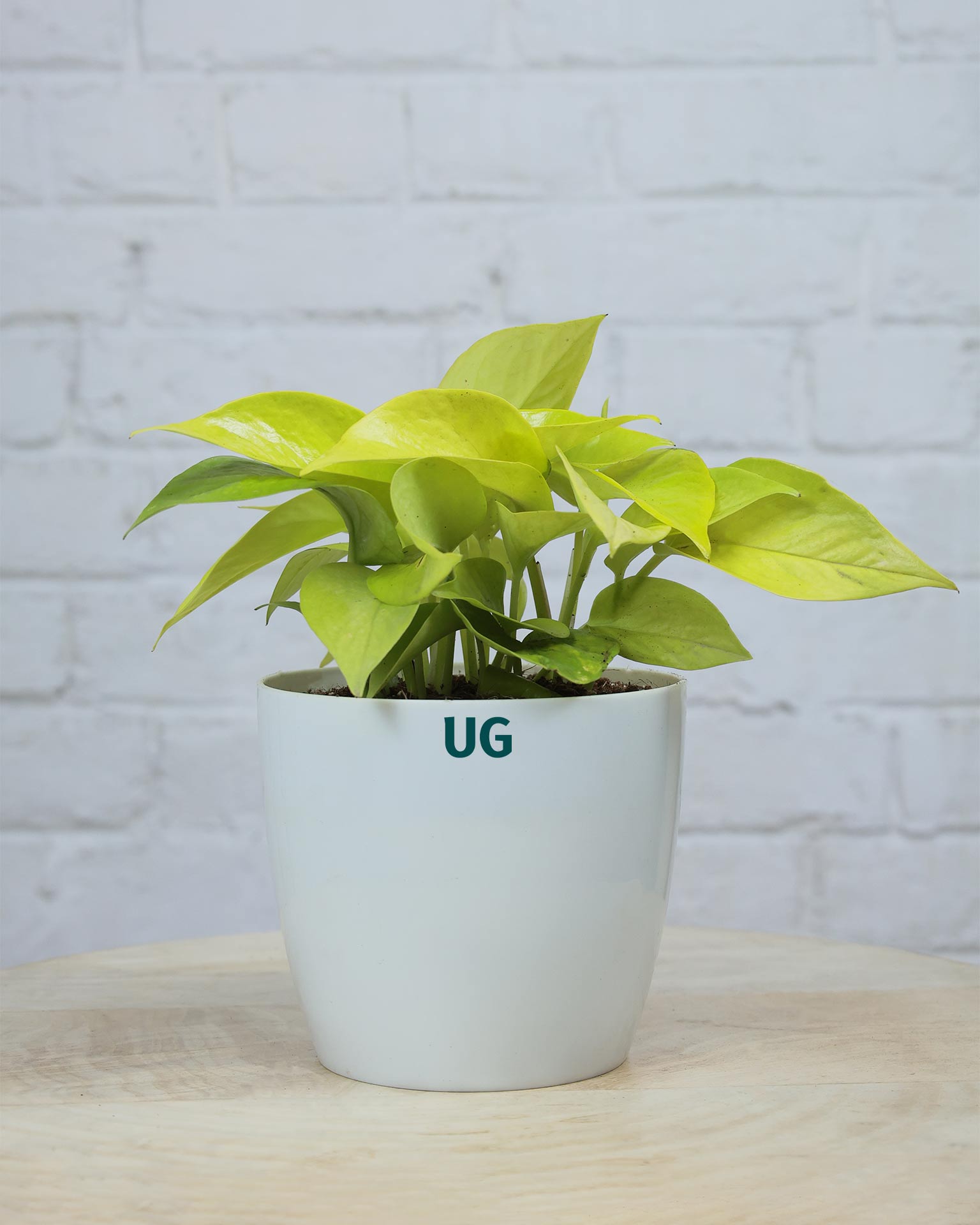 Golden Money Plant