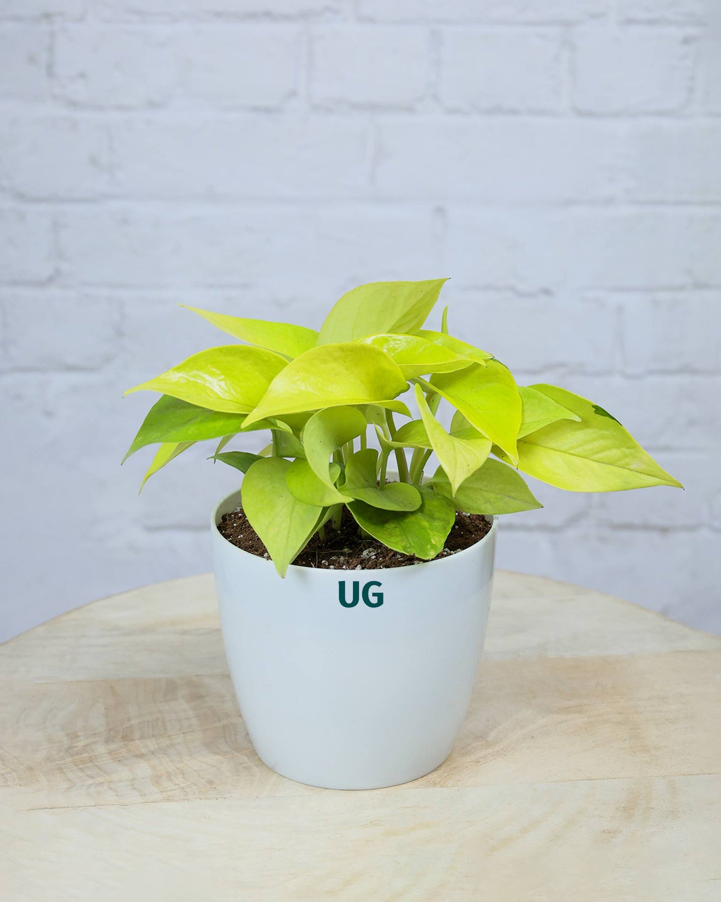 Golden Money Plant