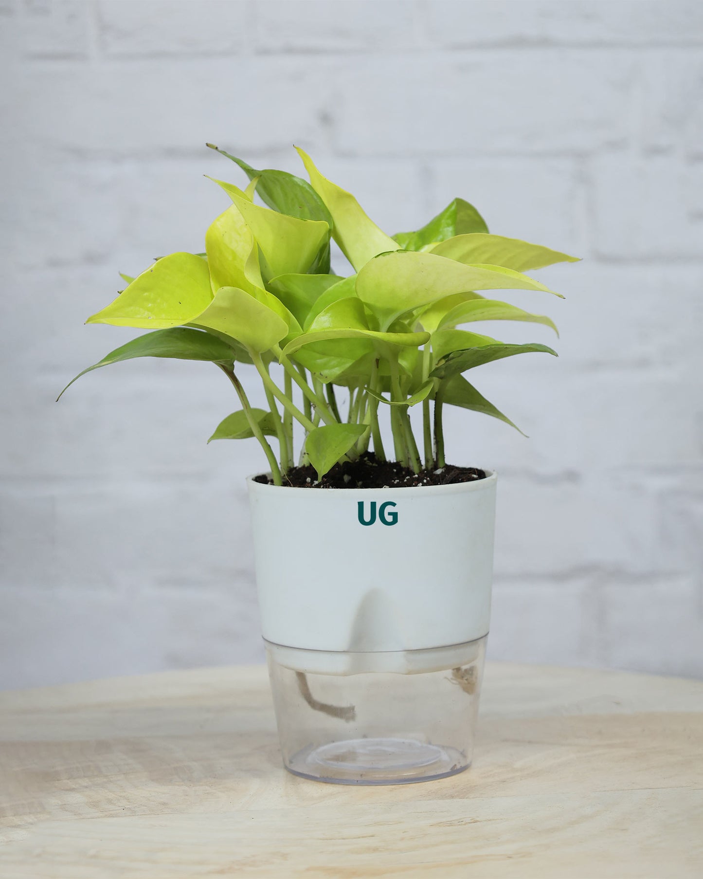 self watering money plant Buy Money Plant Golden In Self Watering at The Lowest Price- Unlimited Greens – unlimitedgreens