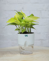 Golden Money Plant