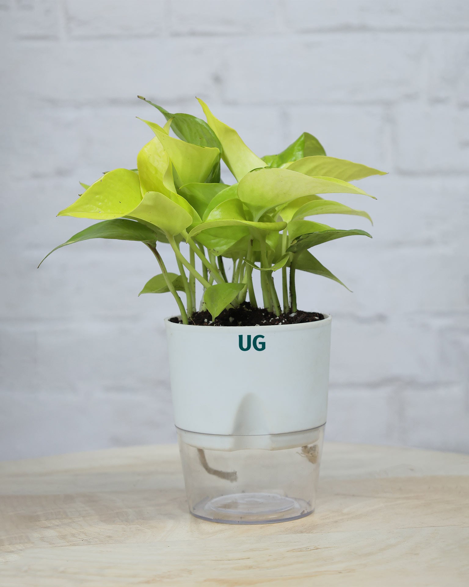 Golden Money Plant