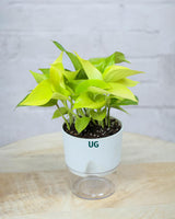 Golden Money Plant