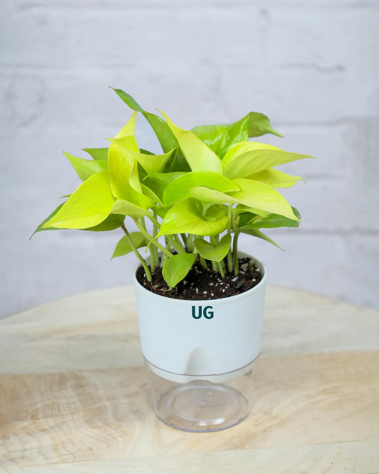 Golden Money Plant