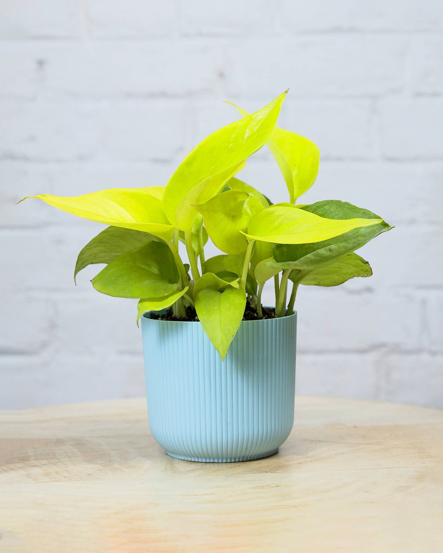 Golden Money Plant