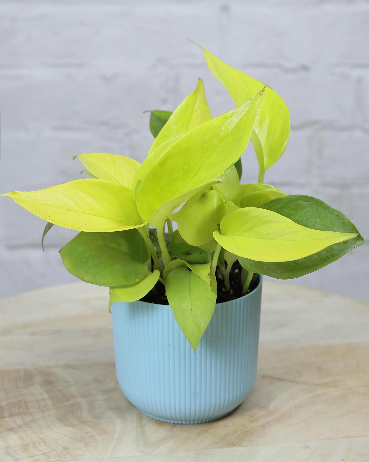 Golden Money Plant