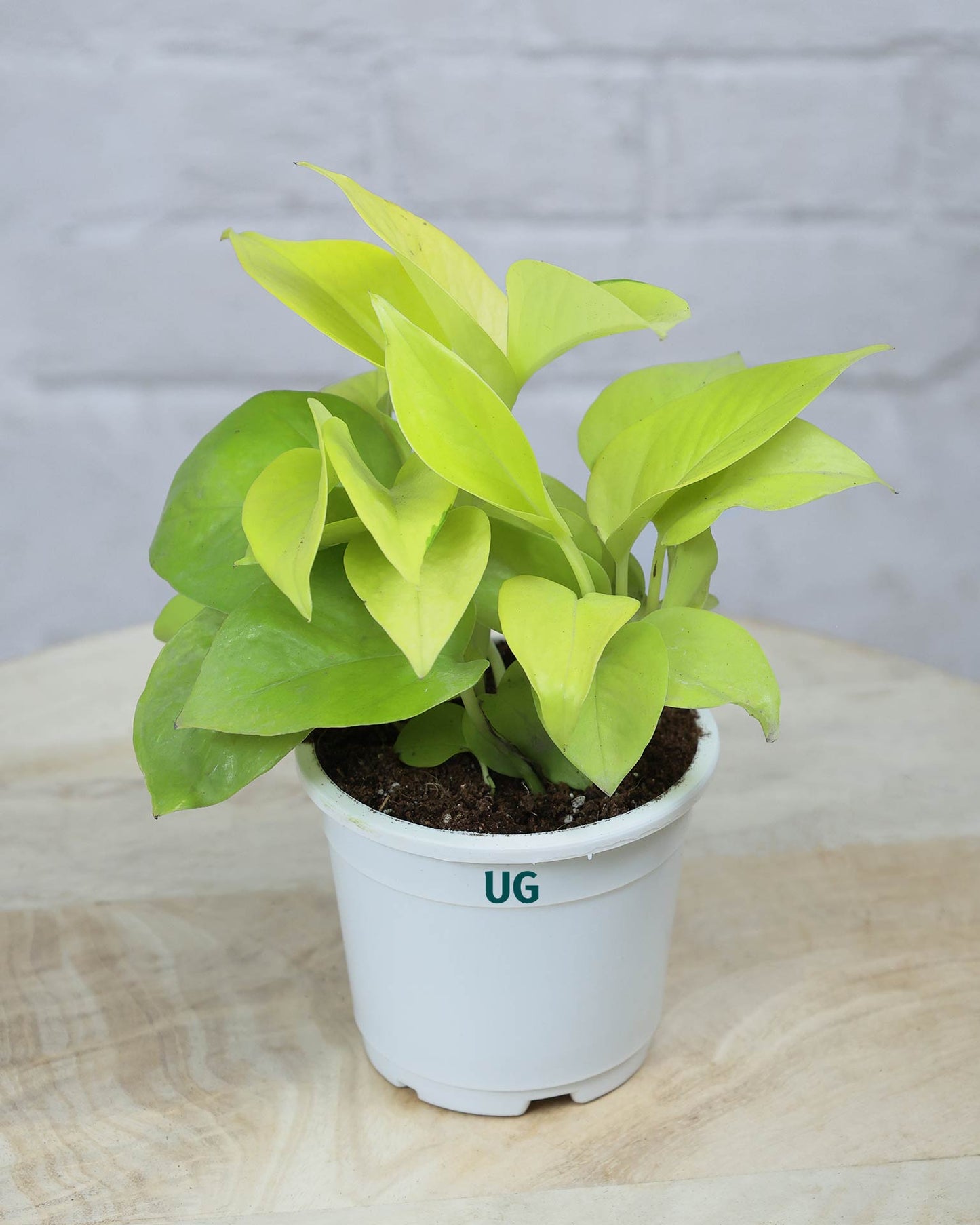 Golden Money Plant
