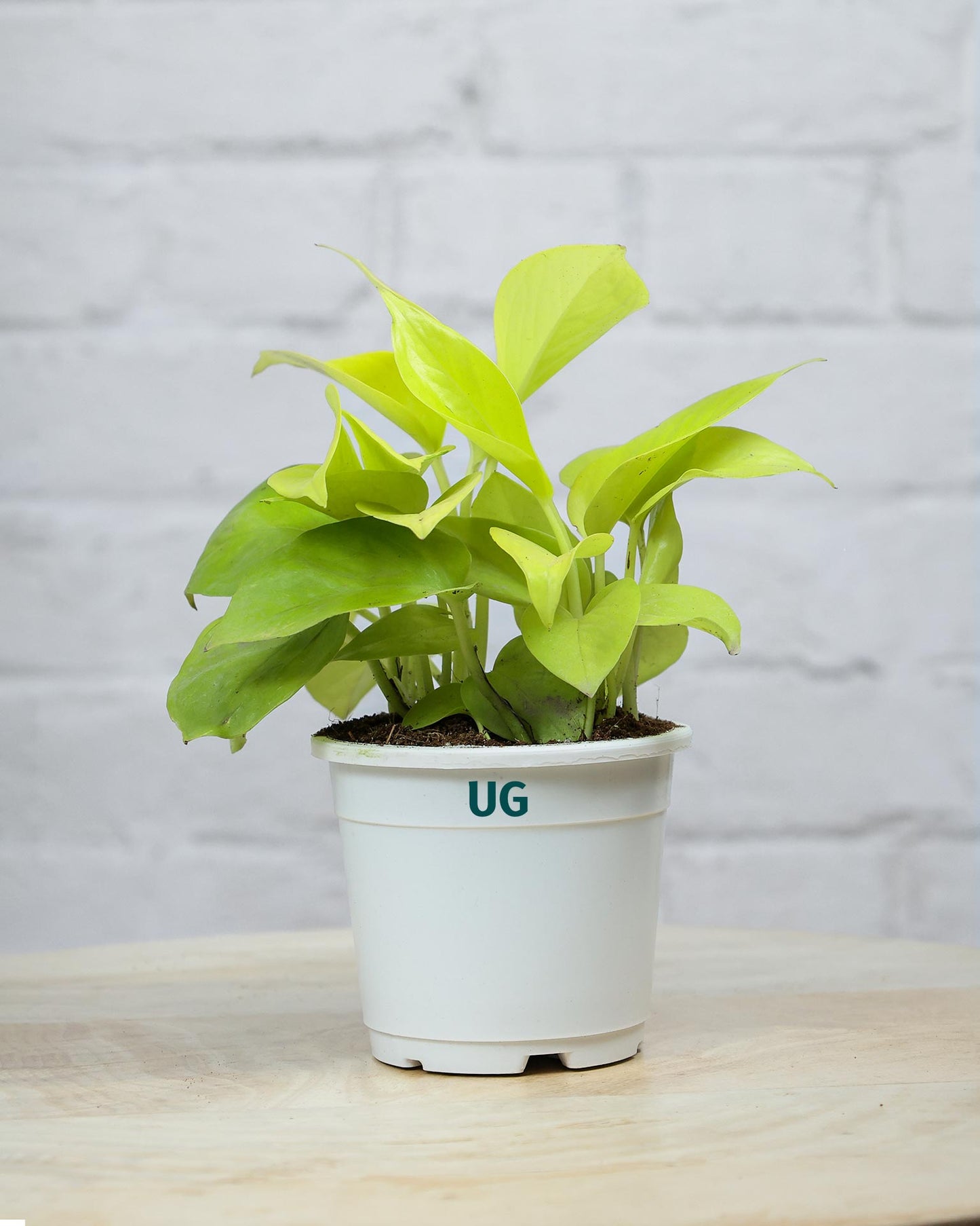 Golden Money Plant
