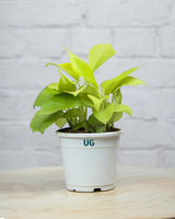 Golden Money Plant