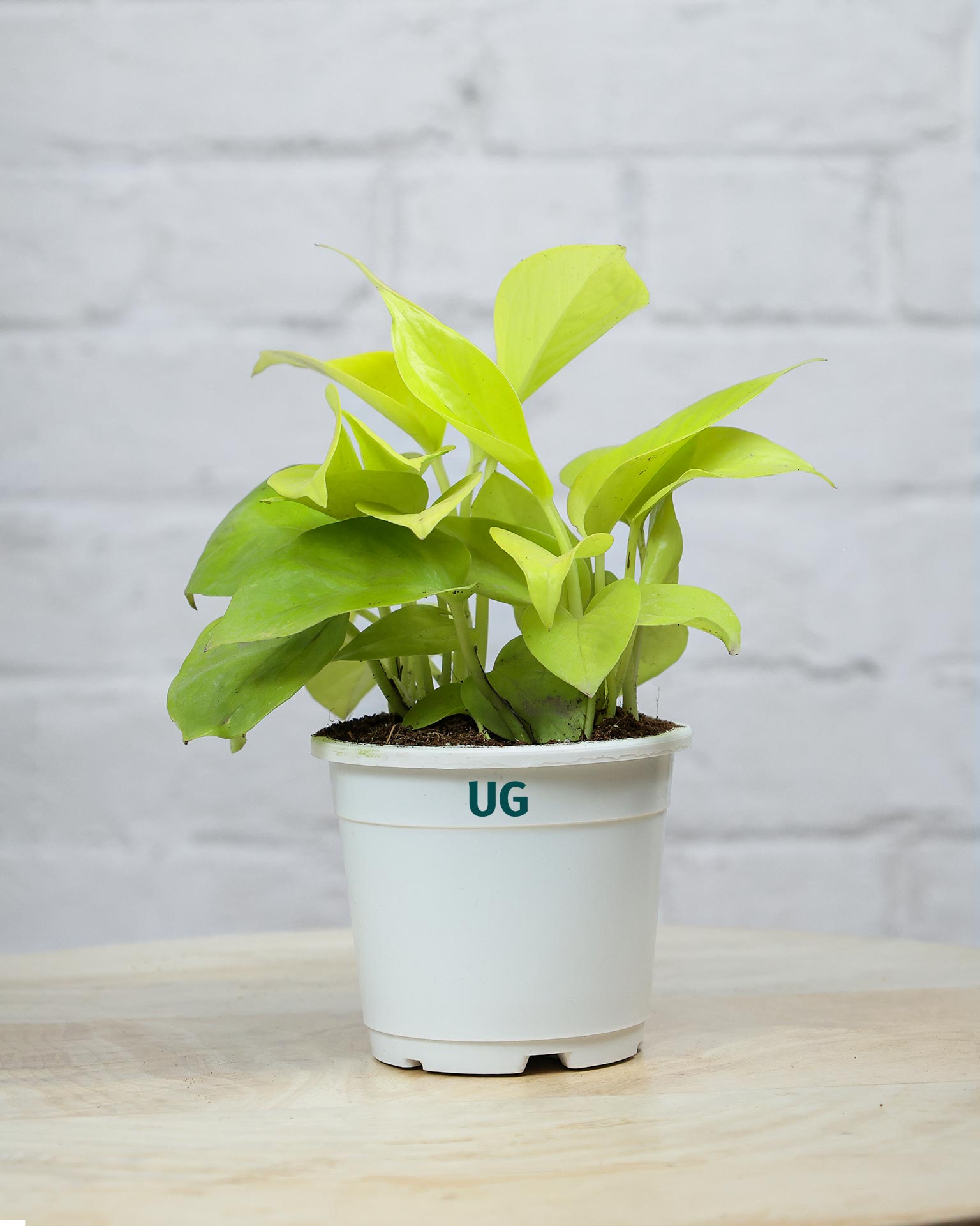Golden Money Plant