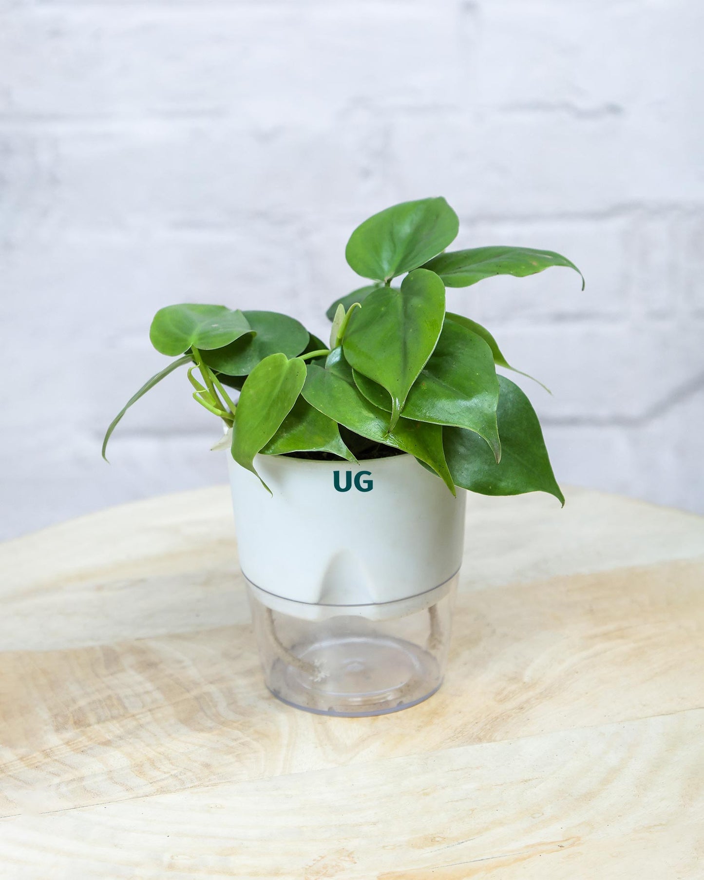 Oxycardium plant
