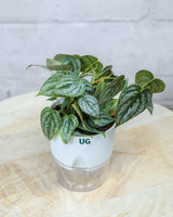 Philodendron brandtianum