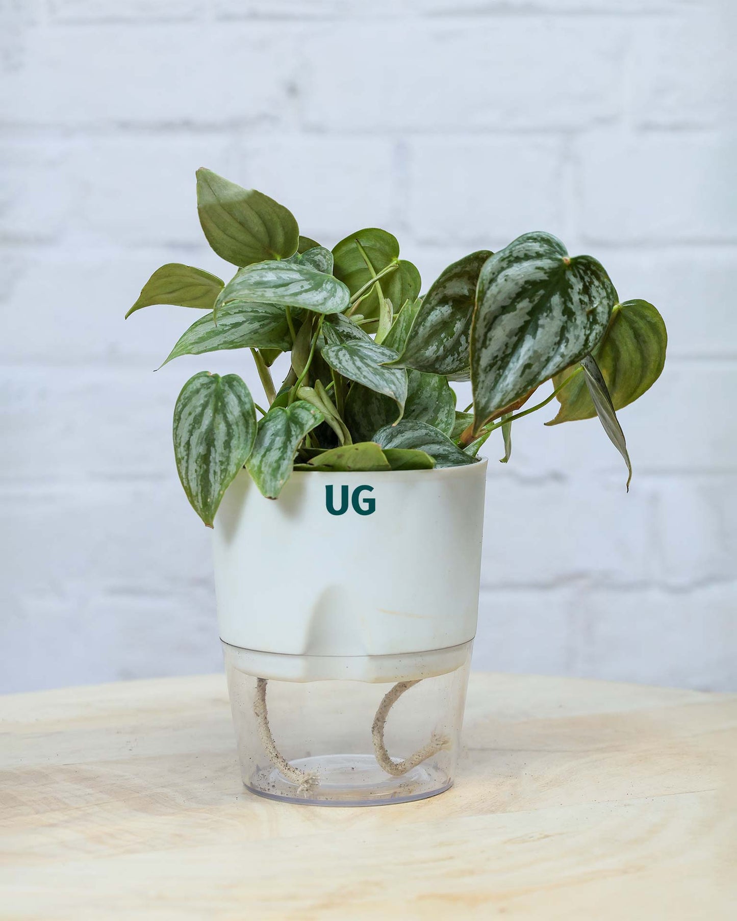Philodendron brandtianum