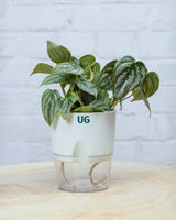 Philodendron brandtianum