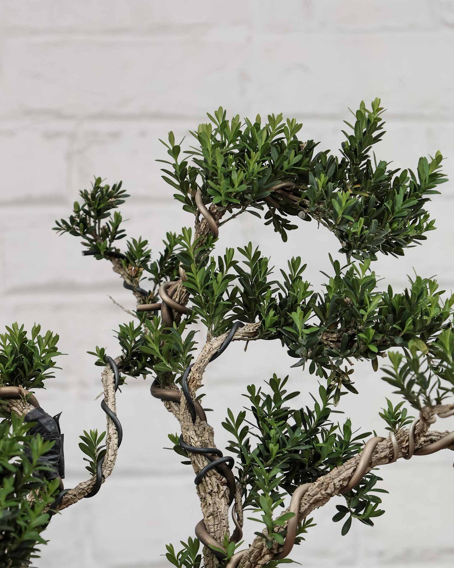 Buxus Sinica (Bonsai)