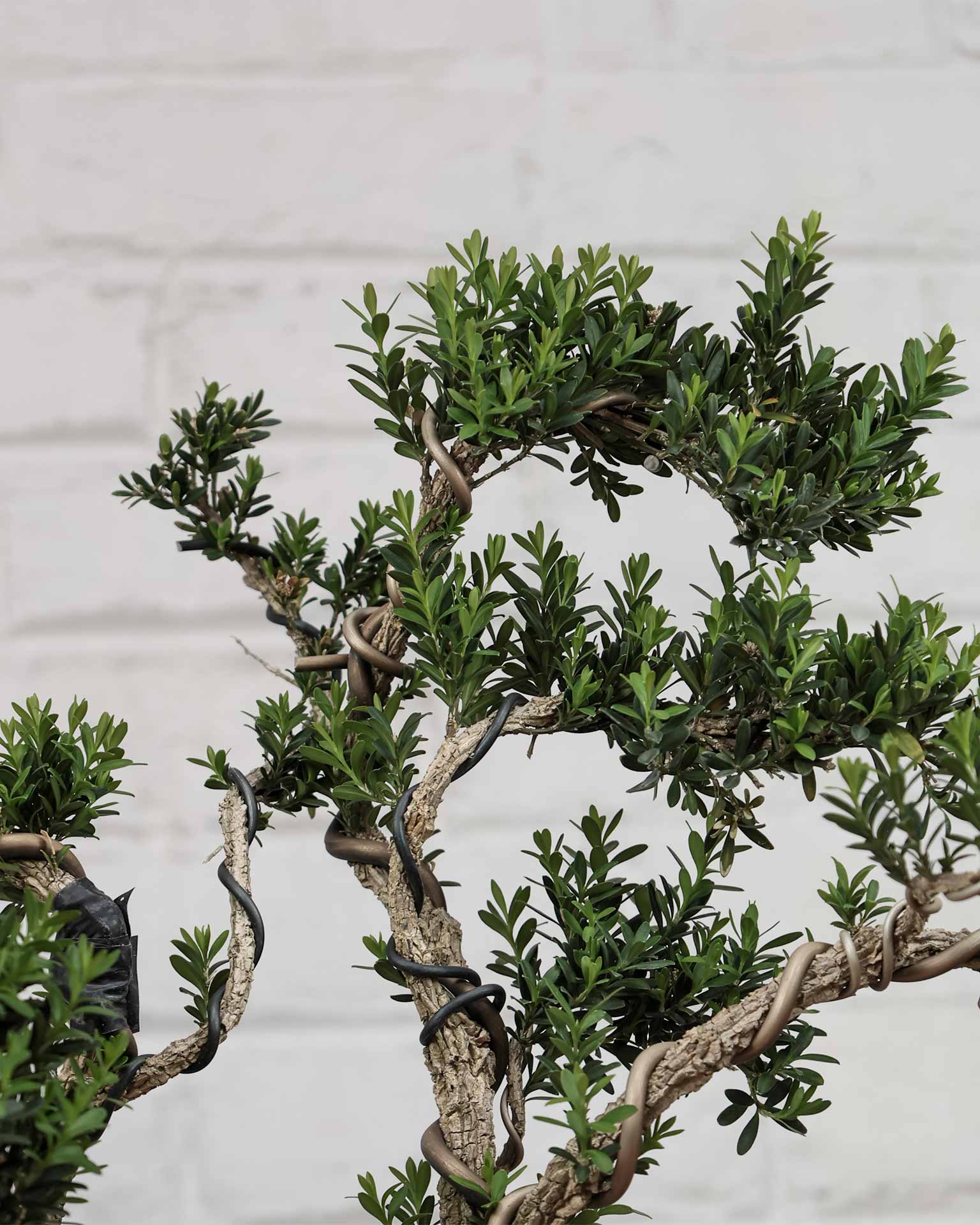 Buxus Sinica (Bonsai)