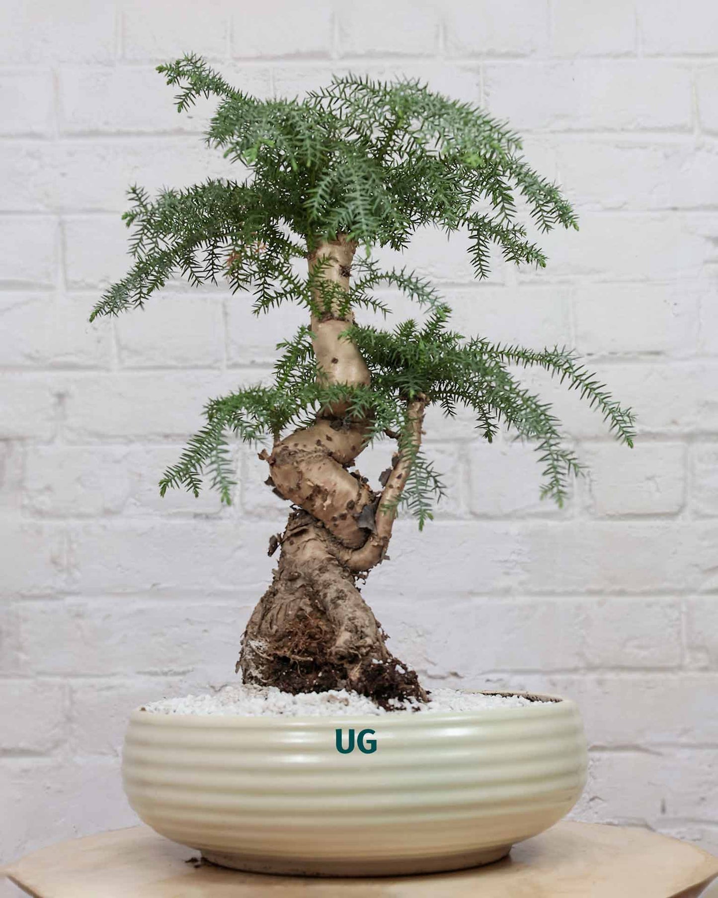 Araucaria Bonsai