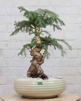 Araucaria Bonsai