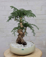 Araucaria Bonsai