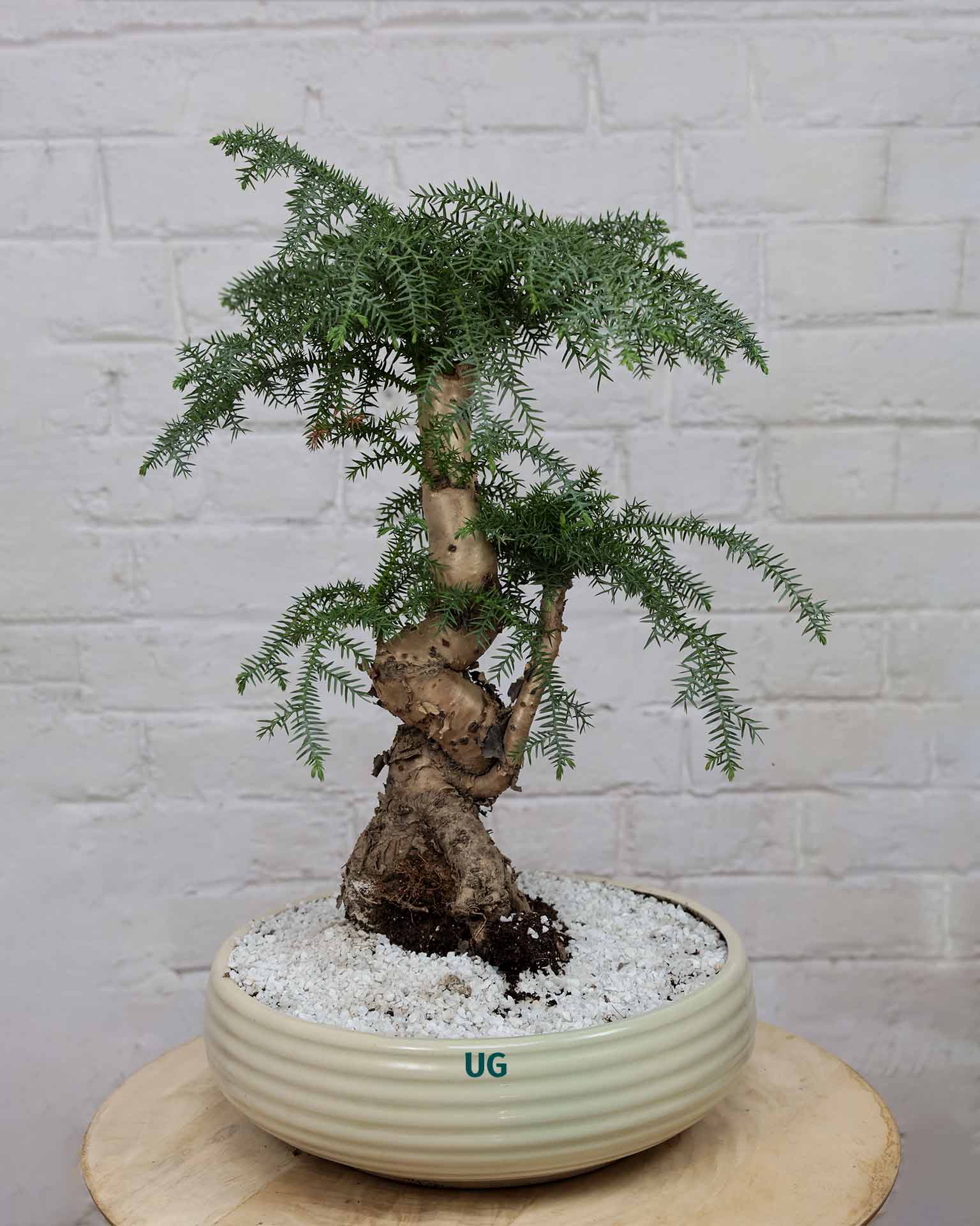 Araucaria Bonsai