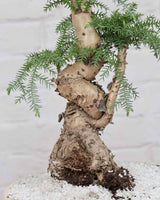 Araucaria Bonsai