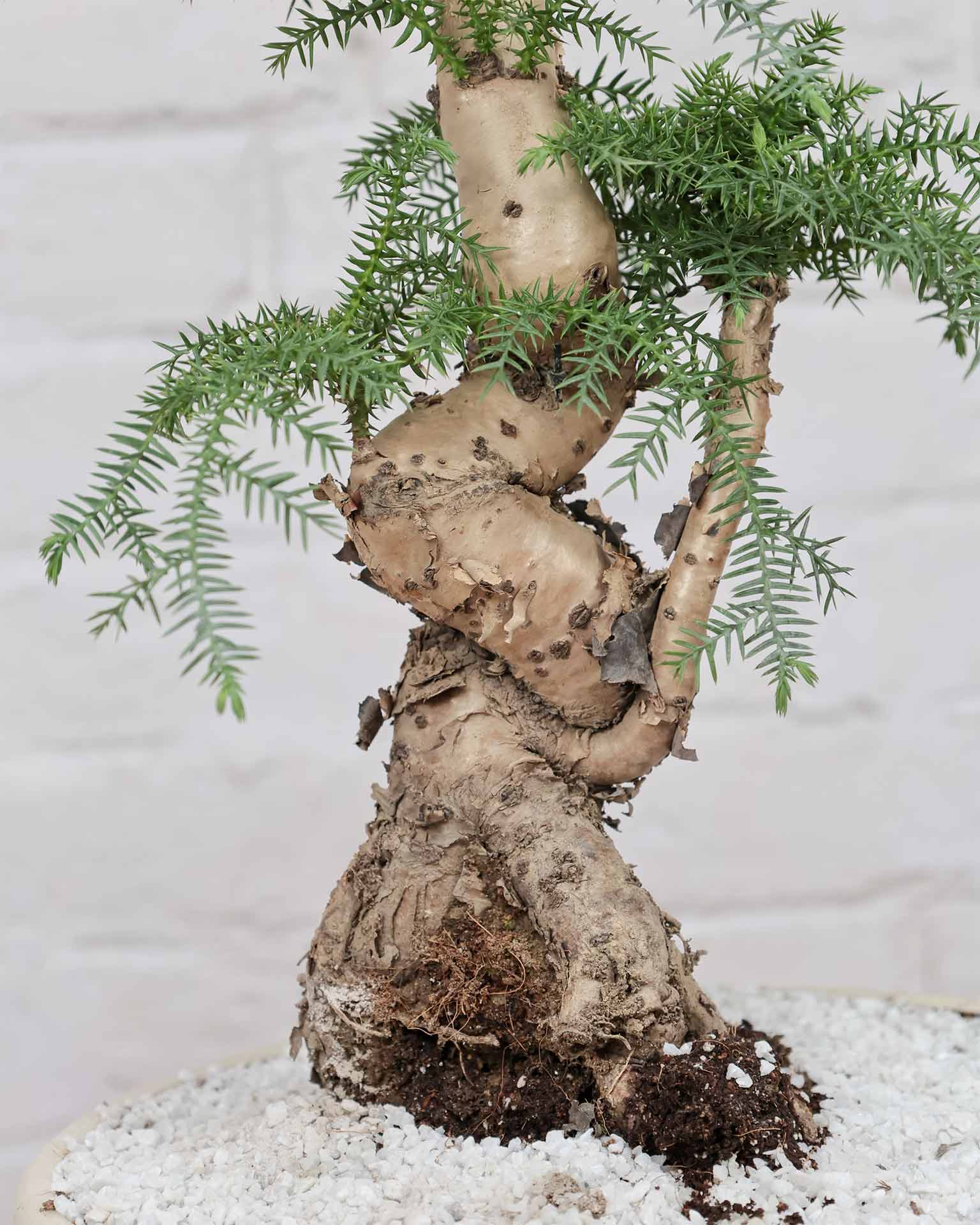 Araucaria Bonsai