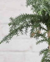 Araucaria Bonsai