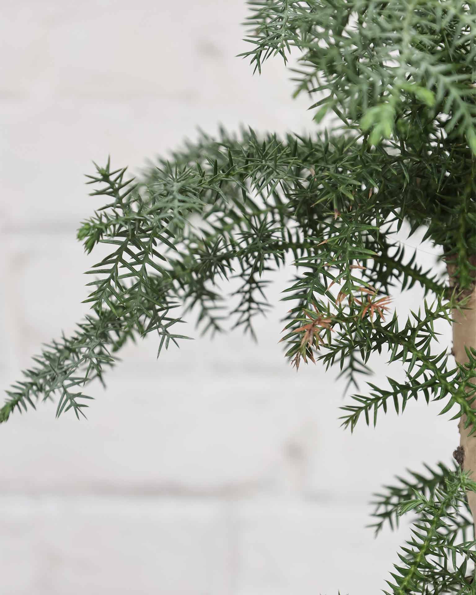 Araucaria Bonsai