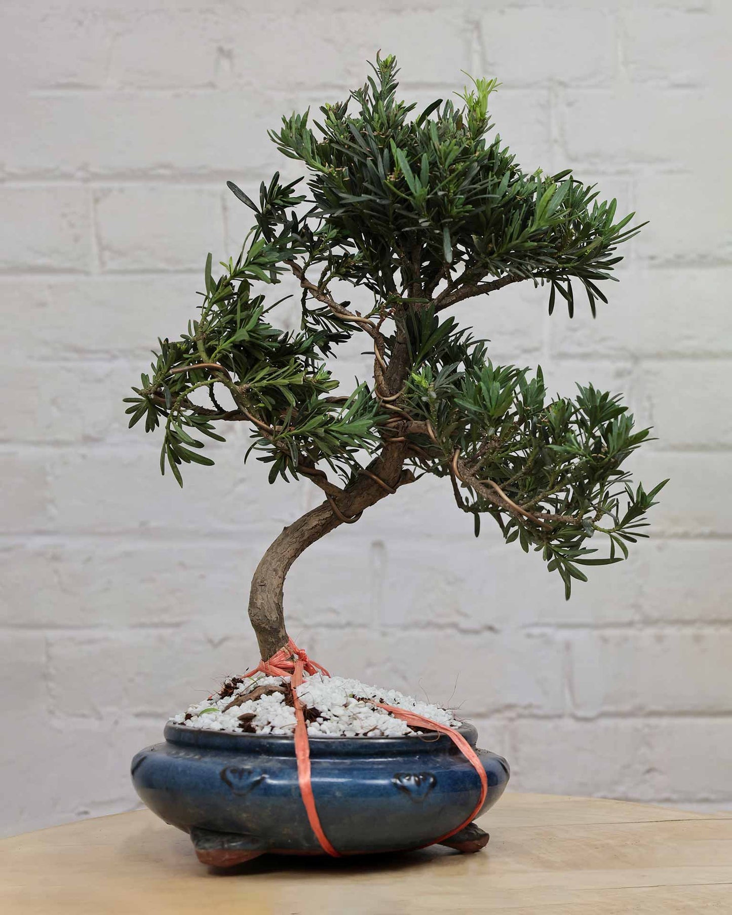 Ficus Podocarpus Bonsai
