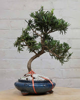 Ficus Podocarpus Bonsai