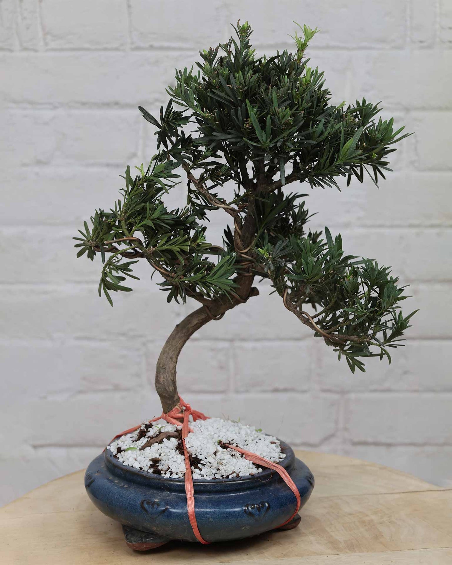 Ficus Podocarpus Bonsai