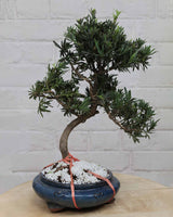 Ficus Podocarpus Bonsai