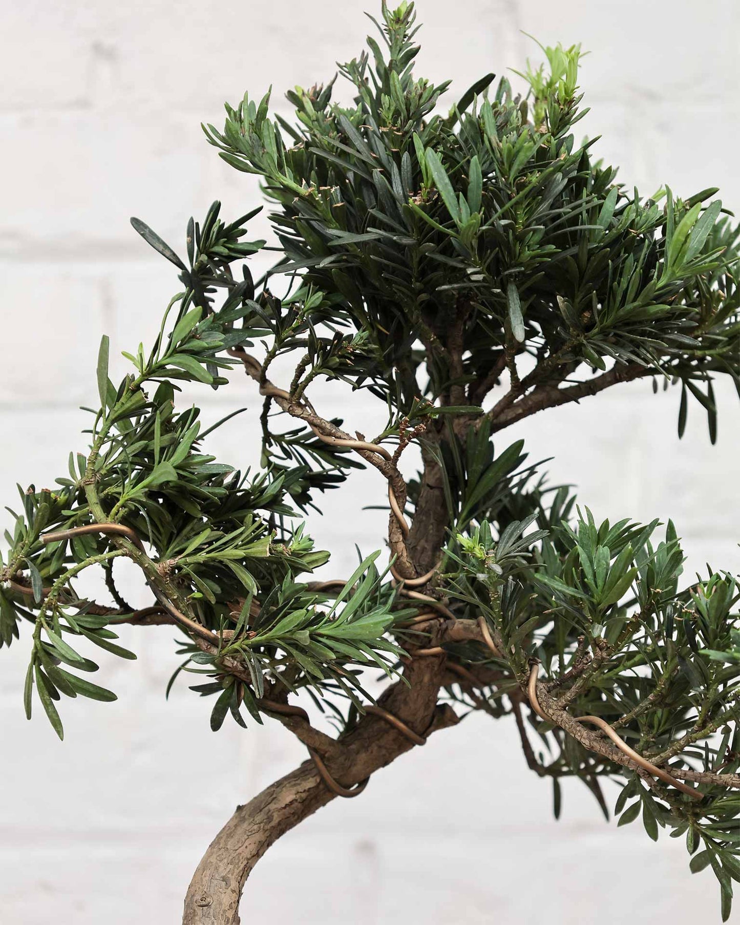 Ficus Podocarpus Bonsai