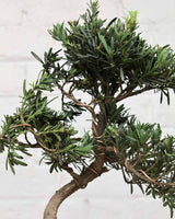 Ficus Podocarpus Bonsai