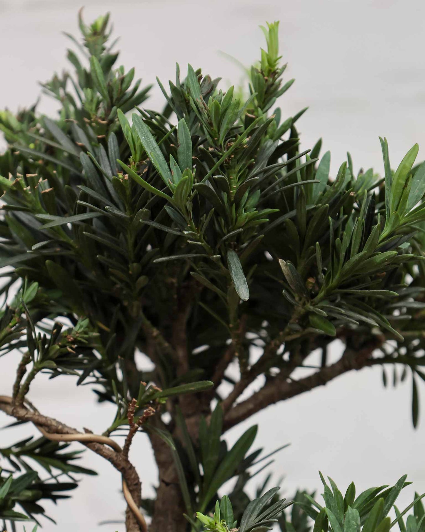 Ficus Podocarpus Bonsai