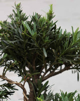 Ficus Podocarpus Bonsai