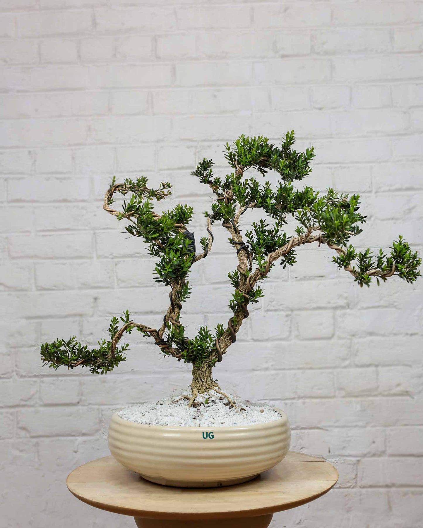 Buxus Sinica (Bonsai)