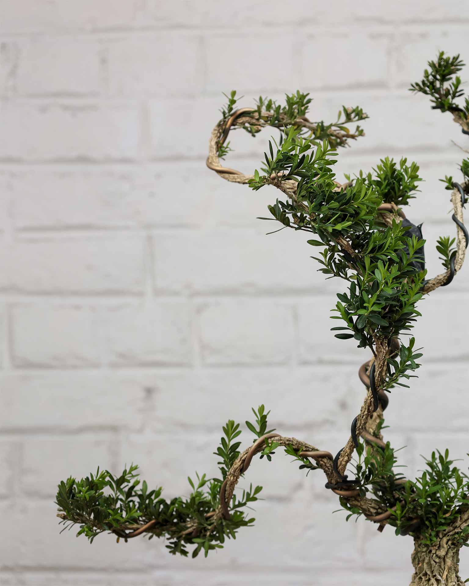 Buxus Sinica (Bonsai)