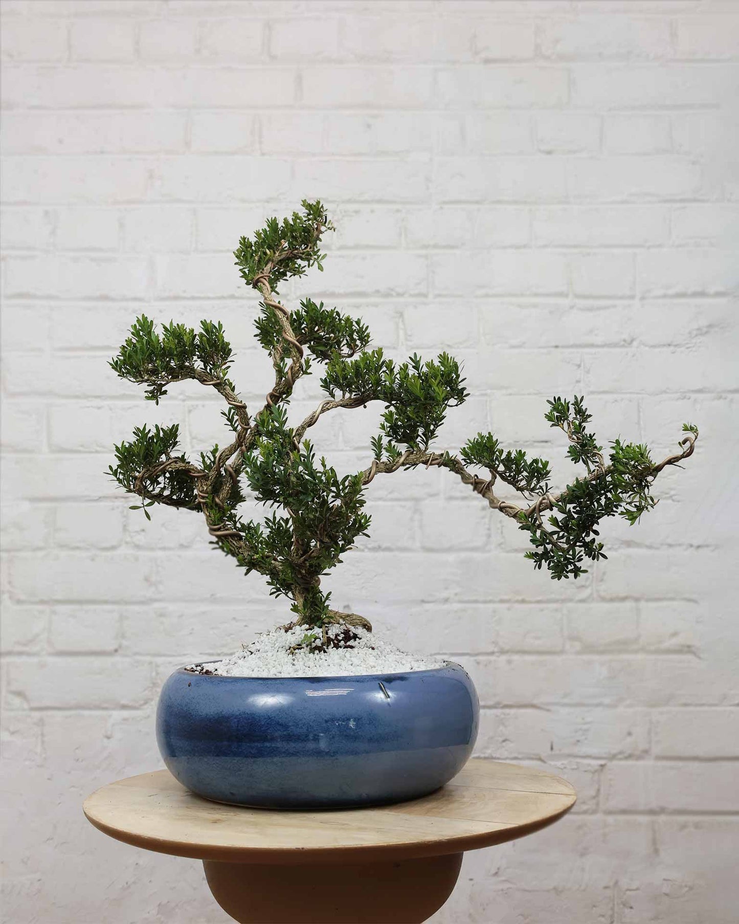 Buxus Sinica Bonsai